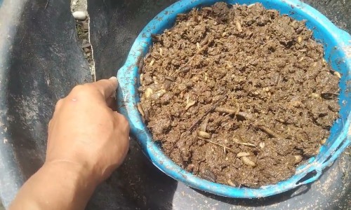 【猪鞭的药用功效】用猪鞭泡酒壮阳吗 - 猪鞭泡酒功效网